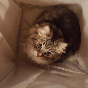 Meet your Posher, Dymin